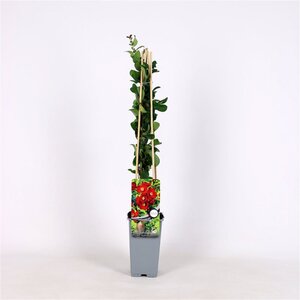 Chaenomeles sup. 'Texas Scarlet' 70 cm vierkant 2L