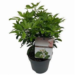 Choisya ternata 25-30 cm cont. 2,0L - afbeelding 5