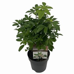 Choisya ternata 25-30 cm cont. 2,0L - afbeelding 5