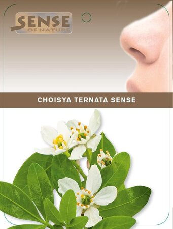 Choisya ternata 25-30 cm cont. 2,0L - afbeelding 4