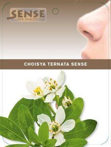 Choisya ternata 25-30 cm cont. 2,0L - afbeelding 4