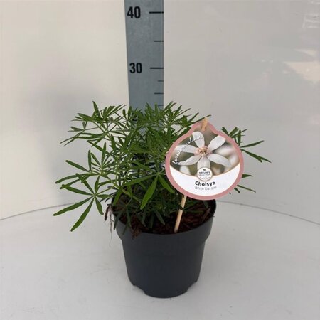 Choisya ternata 25-30 cm cont. 2,0L - afbeelding 3
