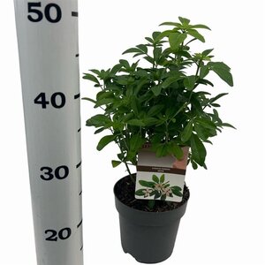 Choisya ternata 25-30 cm cont. 2,0L - afbeelding 6