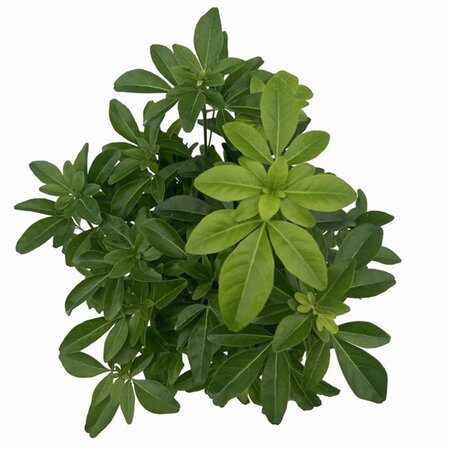 Choisya ternata 25-30 cm cont. 2,0L - afbeelding 7