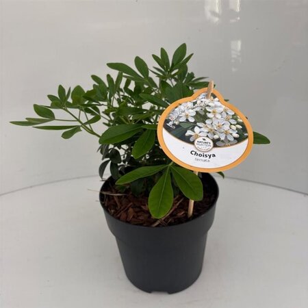 Choisya ternata 25-30 cm cont. 2,0L - afbeelding 2