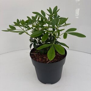 Choisya ternata 25-30 cm cont. 2,0L - afbeelding 10