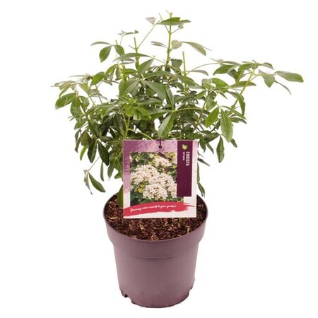 Choisya ternata 25-30 cm cont. 3,0L - afbeelding 7