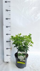 Choisya ternata 25-30 cm cont. 3,0L - afbeelding 4