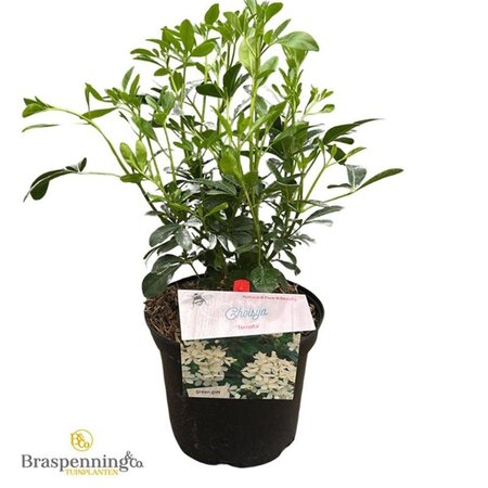 Choisya ternata 25-30 cm cont. 3,0L - afbeelding 6