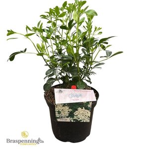 Choisya ternata 25-30 cm cont. 3,0L - afbeelding 6