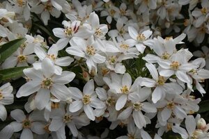 Choisya ternata 25-30 cm cont. 3,0L - afbeelding 3