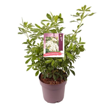 Choisya ternata 25-30 cm cont. 3,0L - afbeelding 7