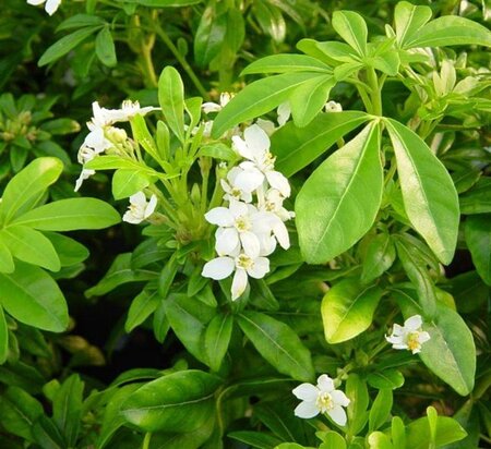 Choisya ternata 25-30 cm cont. 3,0L - afbeelding 5