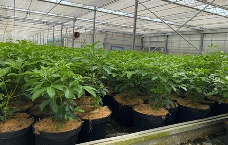 Choisya ternata 30-40 cm cont. 3,0L - afbeelding 3