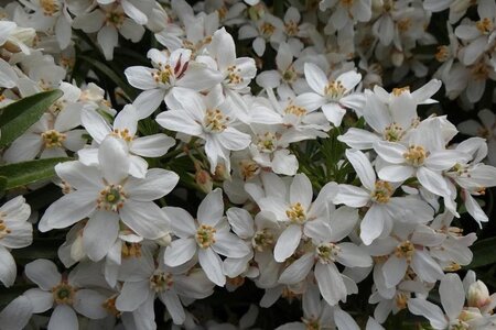 Choisya ternata 30-40 cm cont. 3,0L - afbeelding 4