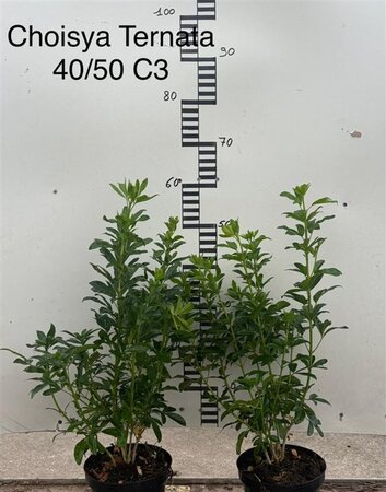 Choisya ternata 40-50 cm cont. 3,0L