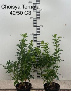 Choisya ternata 40-50 cm cont. 3,0L