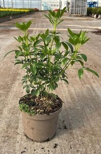 Choisya ternata 40-60 cm cont. 3,0L