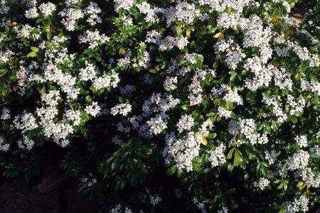 Choisya ternata 60-80 cm cont. 3,0L - afbeelding 2