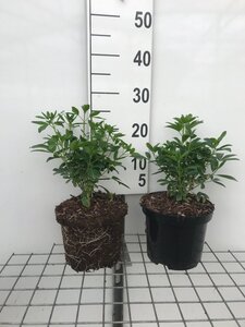 Choisya ternata geen maat specificatie cont. 3,0L