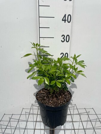 Choisya ternata geen maat specificatie cont. 3,0L - afbeelding 2