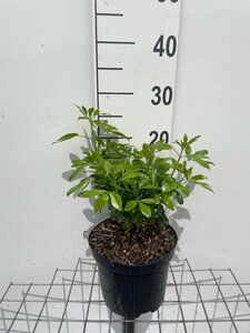 Choisya ternata geen maat specificatie cont. 3,0L - afbeelding 2