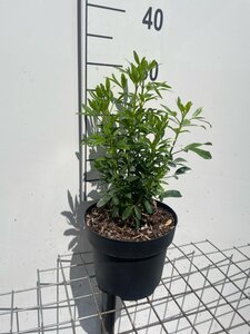 Choisya ternata geen maat specificatie cont. 3,0L - afbeelding 3