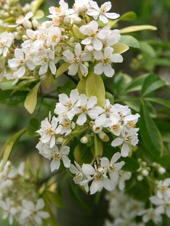 Choisya t. 'Lich' 30-40 cm cont. 3,0L - afbeelding 3