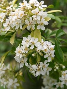 Choisya t. 'Lich' 30-40 cm cont. 3,0L - afbeelding 3