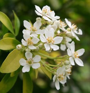 Choisya t. Sundance 30-40 cm cont. 7,5L - afbeelding 2