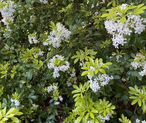 Choisya t. Sundance 30-40 cm cont. 7,5L - afbeelding 3