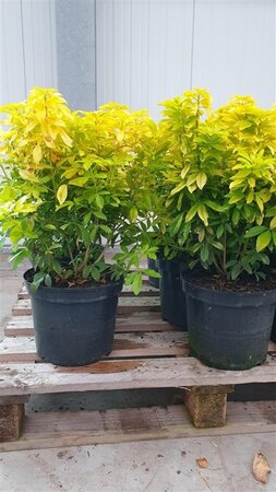 Choisya t. Sundance 30-40 cm cont. 7,5L - afbeelding 7