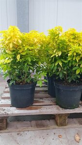 Choisya t. Sundance 30-40 cm cont. 7,5L - afbeelding 7