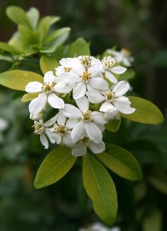 Choisya t. Sundance 30-40 cm cont. 7,5L - afbeelding 4