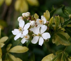 Choisya t. Sundance 30-40 cm cont. 7,5L - afbeelding 5