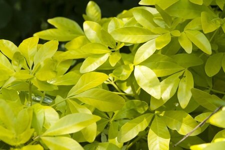 Choisya t. Sundance 30-40 cm cont. 7,5L - afbeelding 6