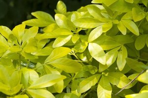 Choisya t. Sundance 30-40 cm cont. 7,5L - afbeelding 6