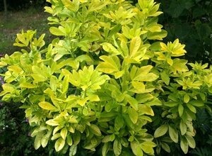 Choisya t. Sundance 60-80 cm cont. 15L