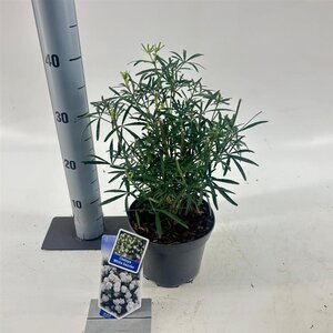 Choisya t. White Dazzler 25-30 cm cont. 2,0L - afbeelding 4