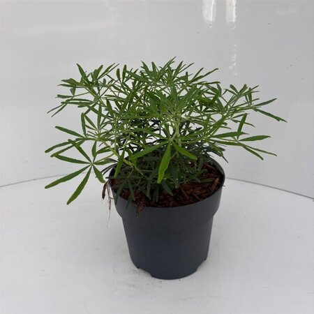 Choisya t. White Dazzler 25-30 cm cont. 2,0L - afbeelding 6