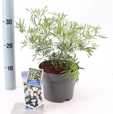 Choisya t. White Dazzler 25-30 cm cont. 2,0L - afbeelding 3