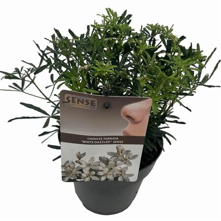 Choisya t. White Dazzler 25-30 cm cont. 2,0L - afbeelding 4