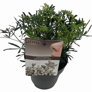 Choisya t. White Dazzler 25-30 cm cont. 2,0L - afbeelding 4