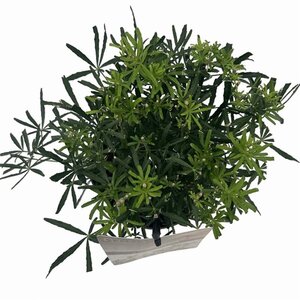 Choisya t. White Dazzler 25-30 cm cont. 2,0L - afbeelding 5