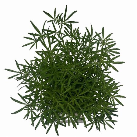 Choisya t. White Dazzler 25-30 cm cont. 2,0L - afbeelding 5