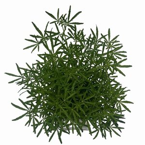 Choisya t. White Dazzler 25-30 cm cont. 2,0L - afbeelding 5