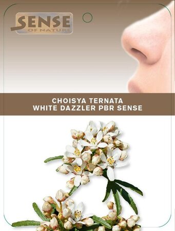 Choisya t. White Dazzler 25-30 cm cont. 2,0L - afbeelding 3