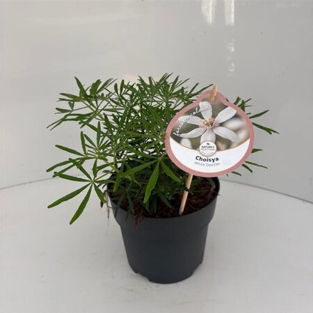 Choisya t. White Dazzler 25-30 cm cont. 2,0L - afbeelding 5