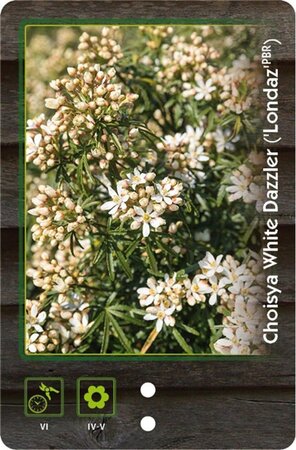 Choisya t. White Dazzler 25-30 cm cont. 2,0L - afbeelding 8