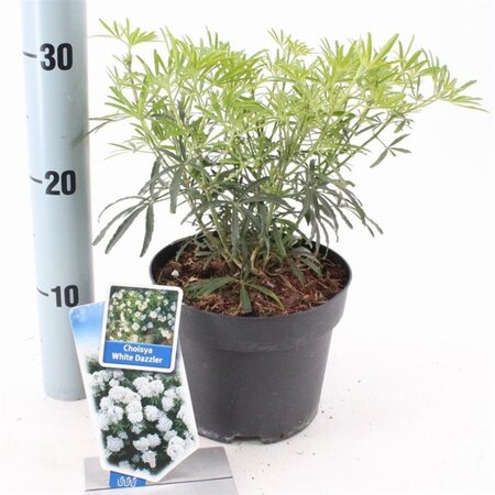 Choisya t. White Dazzler 25-30 cm cont. 2,0L - afbeelding 2